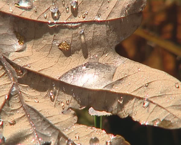 Autumnal oak leaf detail and sunlight reflecting on waterdrops. 