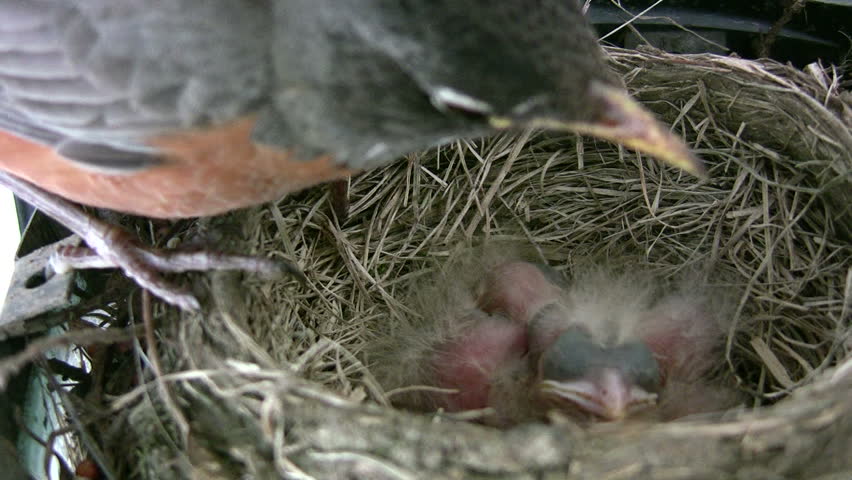 close-up robin sitting on chicks in nest