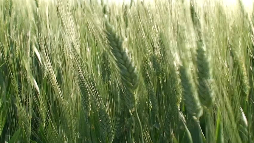 Green wheat ears close up at spring 
