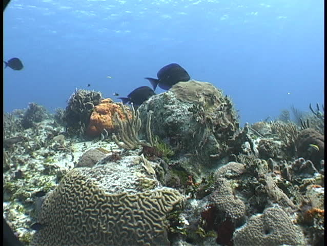 Reef scene