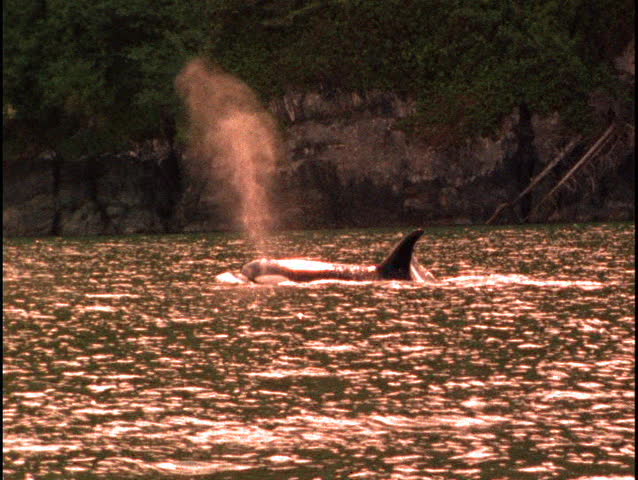 Killer Whale