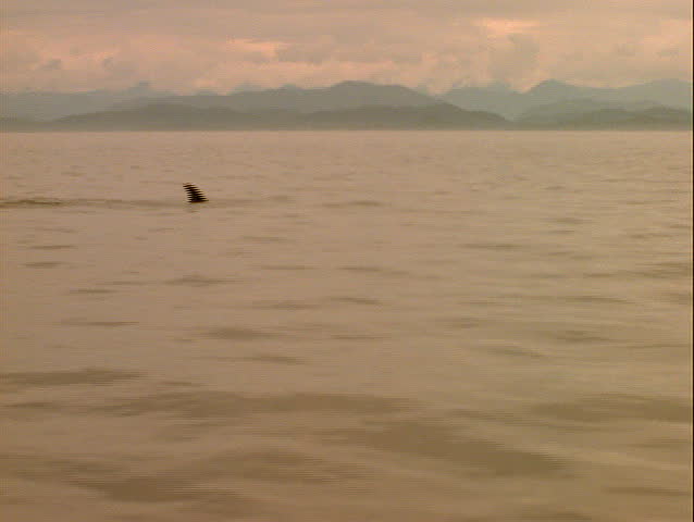 Killer Whale slaps tail