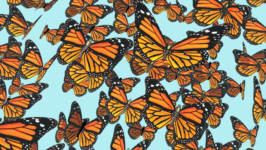 monarch-butterfly-flying-stock-footage-video-shutterstock