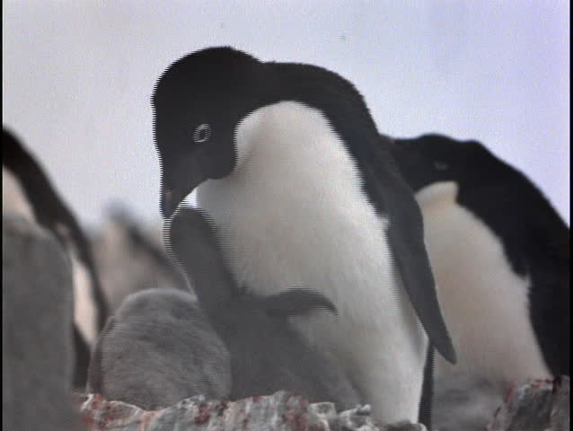 Chick feeds
