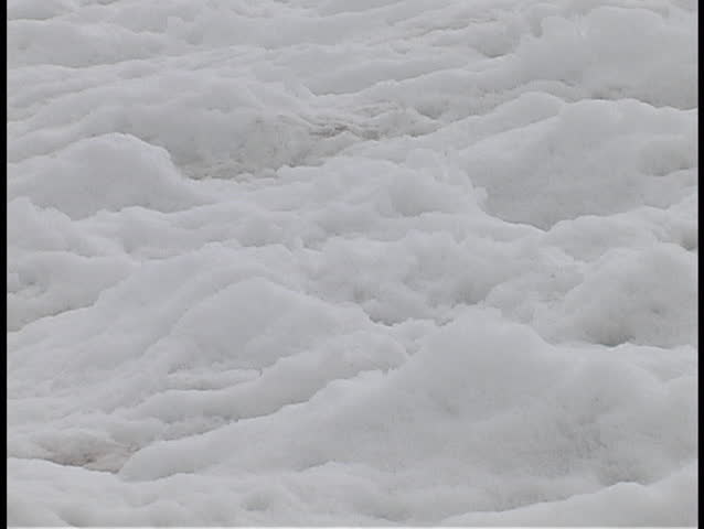 Pair of Gentoo Penguins walk