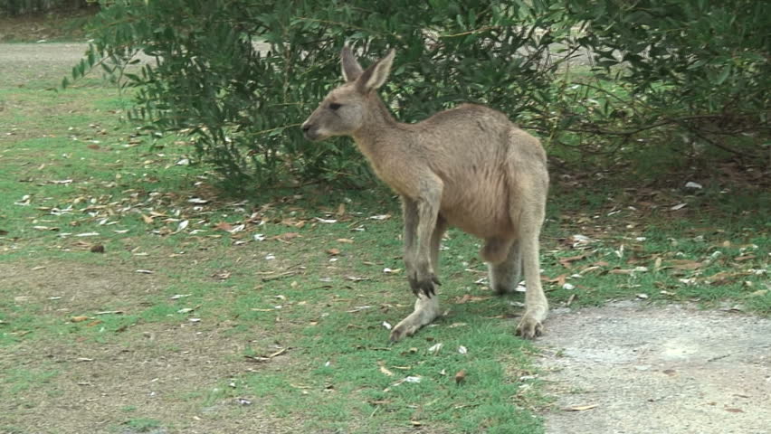 Distracted Kangaroo in Forster-Tuncurry, Australia