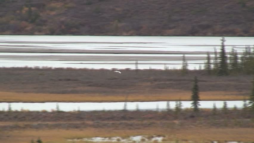 Long Shot Of Two Geese Landing On Water