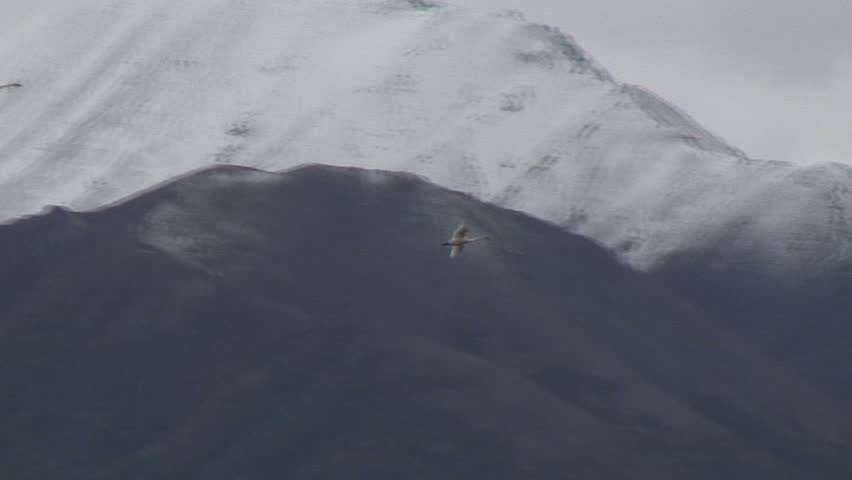 Middle Range Shot Of Two Geese Flying Above Tundra