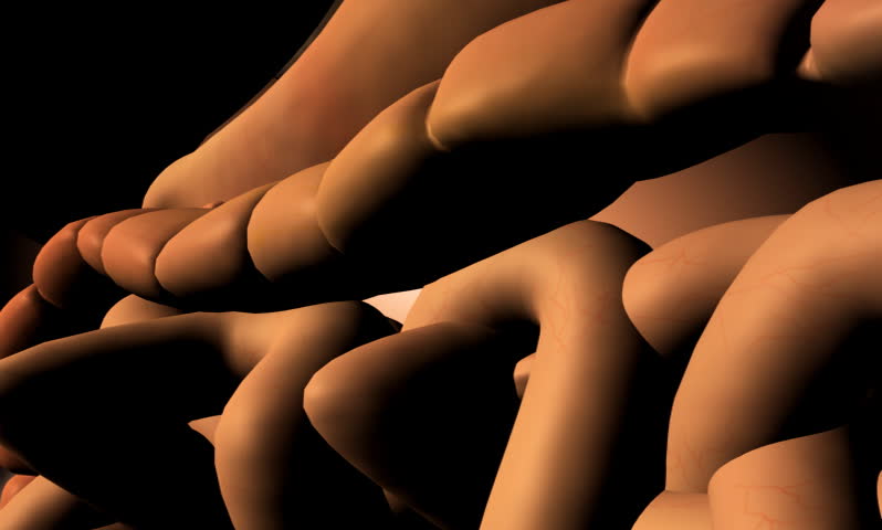 footage of human digestive system
