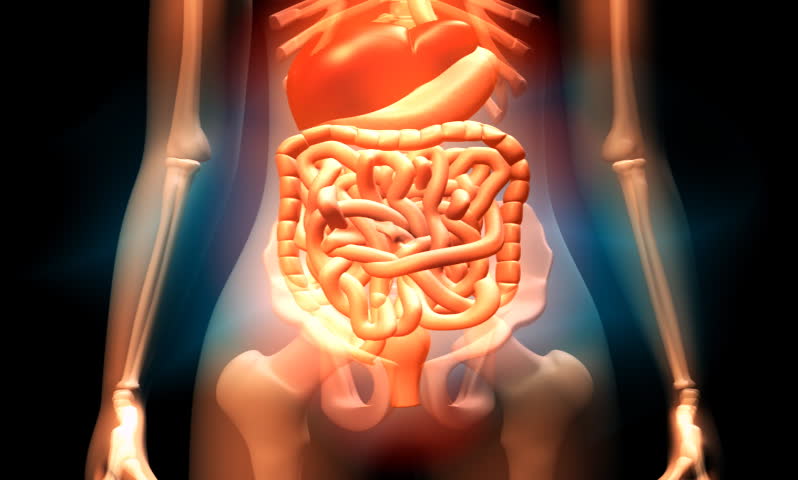Footage Of Human Digestive System Stock Footage Video 179608 | Shutterstock