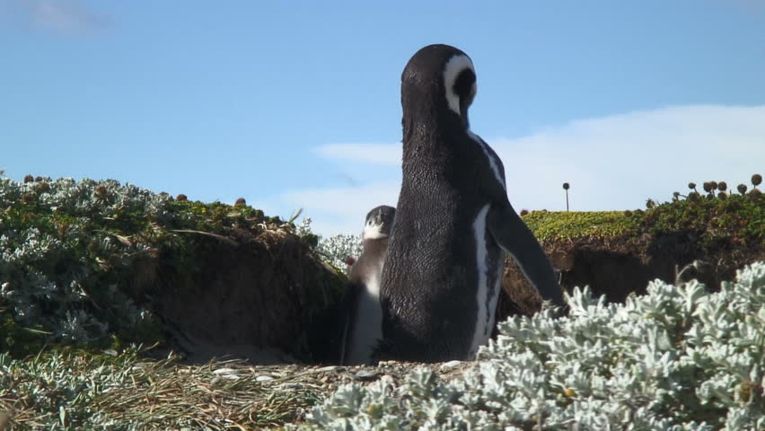Two Beautiful Penguins, Seno Otway