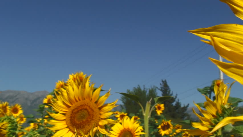 Panning View Of Beautiful Sunflower Farm, San Fernando