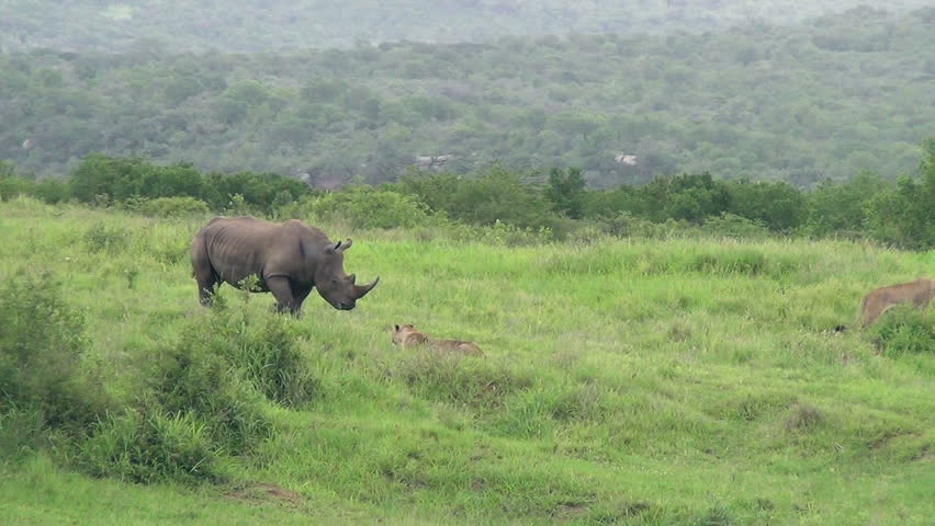  Rhino chases lion away