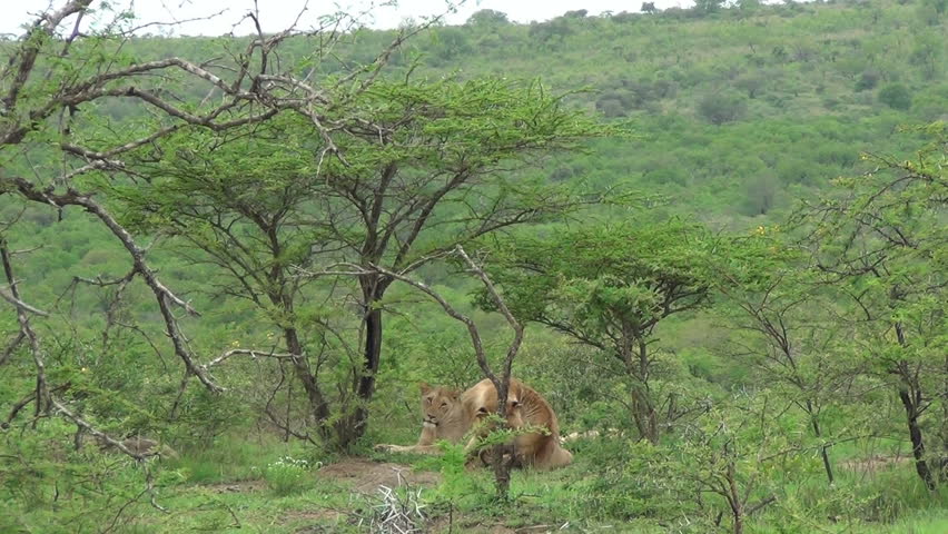 Injured male lion