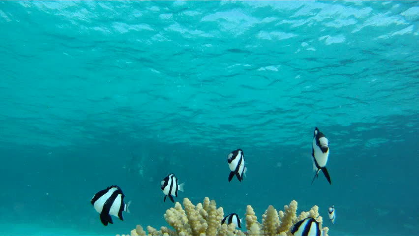 Young couple snorkelers swim away from the camera, holding hands, over the coral with fish Dascyllus in the Red Sea.