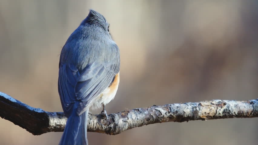 Tufted Titmouse (Baeolophus bicolor) sitting on limb in winter plumage.