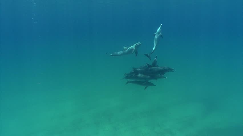 dolphins swimming