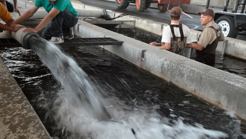 FOUNTAIN GREEN, UTAH JULY 20 2009: State fish hatchery moving fish from tanks by suction to clean tank to prevent disease in trout in Fountain Green. State employees work to enhance sport fishing.