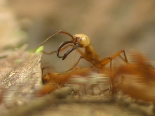 Army ant soldier guarding trail of workers 