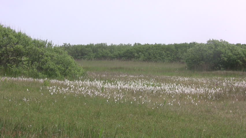 Dune Nature preserve Zwanenmeer (3) 