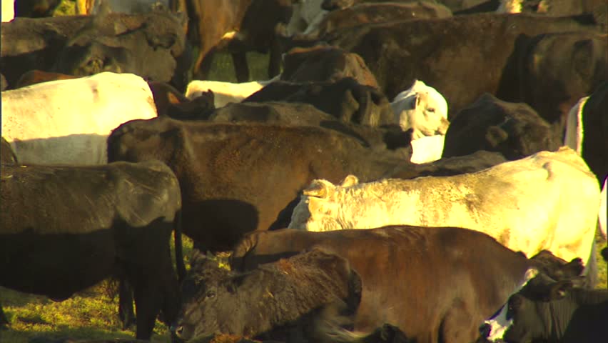 Cattle in corral