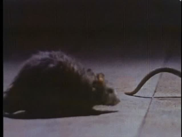 Two rats walking on wood floor