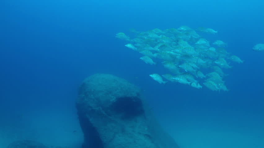underwater shots whilst scuba diving in cabo pulmo marine park, baja california sur, mexico