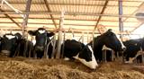 Milking Cows in the farm Cow Milk dairy barn cowshed
