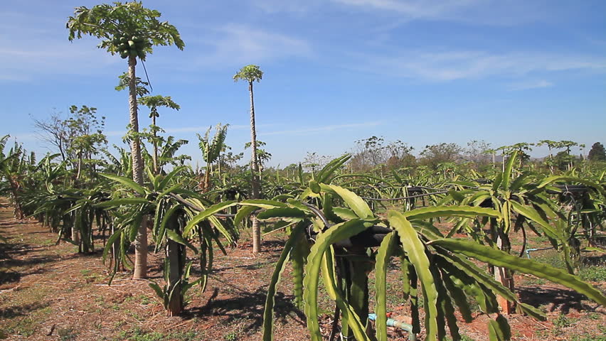 Planting dragon fruit farmers in Thailand.