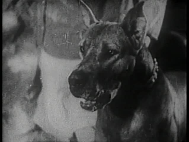 Person holding back barking Great Dane