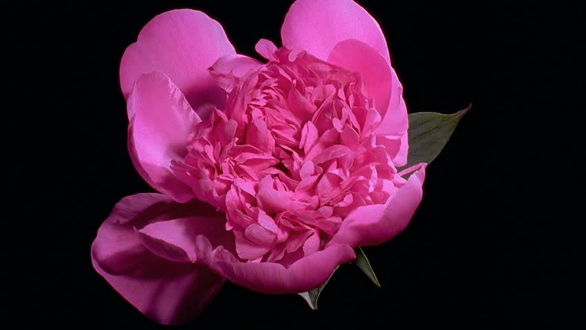 Pink peony Flower Blooming in Time-lapse