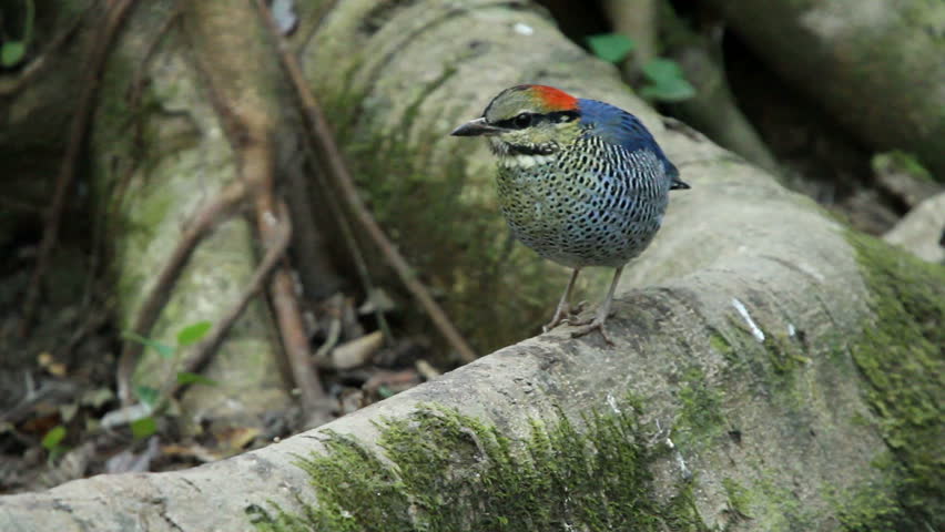 Blue pitta, male blue pitta in forest of Thailand.