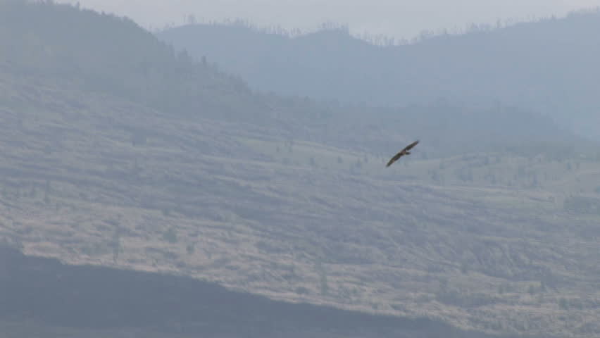 bird soaring 
