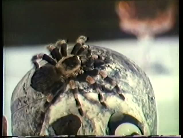 Close-up of tarantula crawling on skull