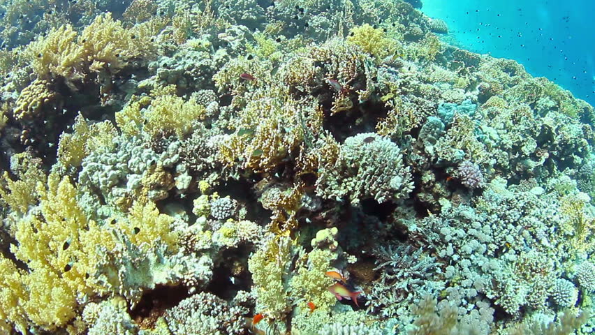 Tropical coral reef and fishes on Red Sea.