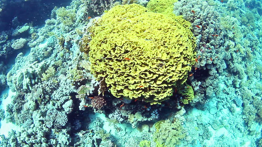Elephant ear corals (Mycedium elephantotus) in the Red Sea, Egypt.