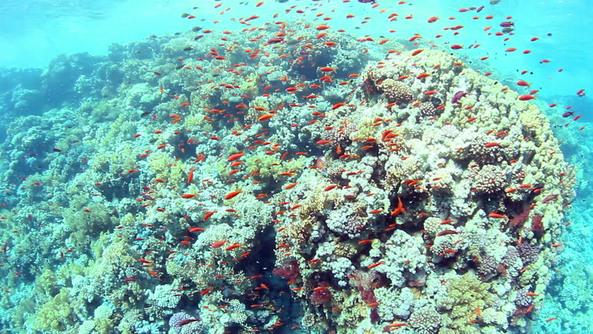 Tropical coral reef and fishes on Red Sea.