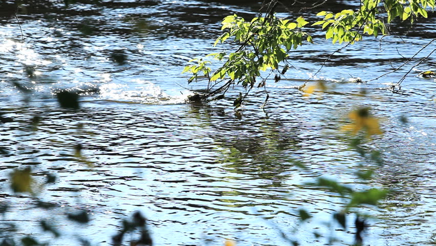 Peaceful nature shot rack-focusing from a sparkling river to flowers in the foreground.