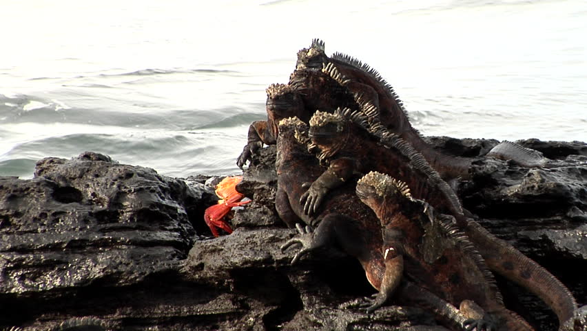 Header of Amblyrhynchus Cristatus