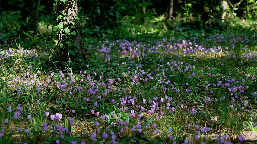 Flowers at Krka NY, Croatia