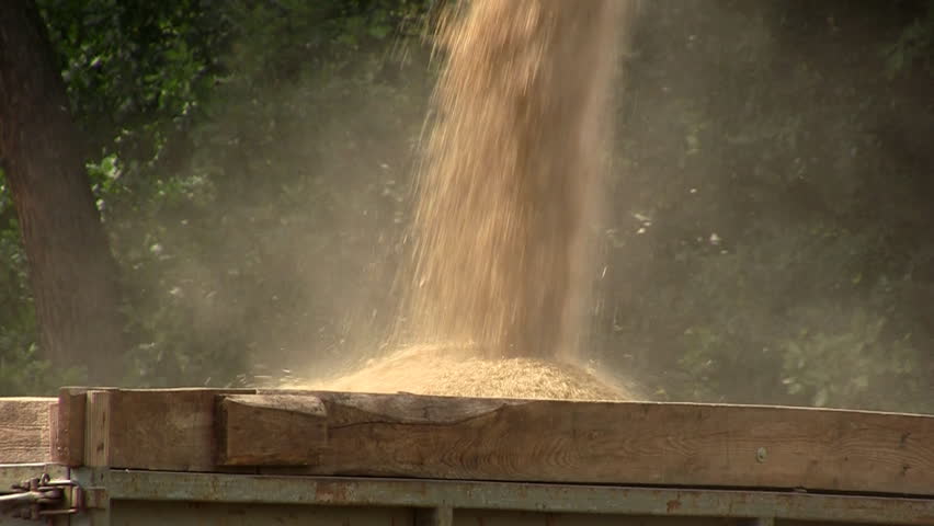 Close-up of combine transferring freshly harvested wheat to tractor-trailer for transport