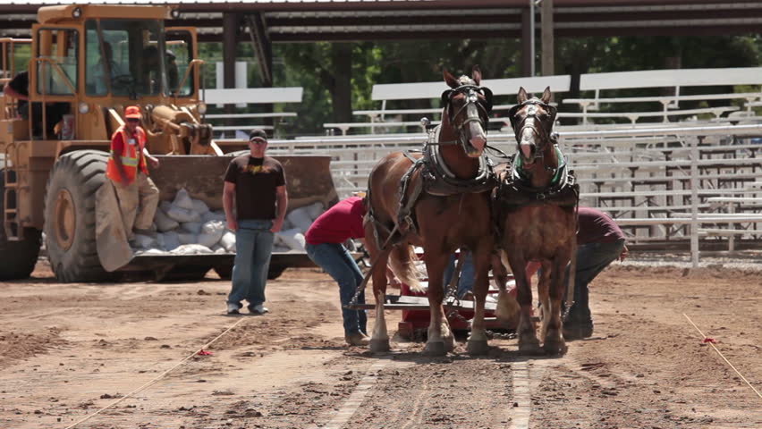 MANTI, UTAH - AUG 27 2011: Draft horse and driver compete on dragging very heavy sled across rodeo ground and county fair in Utah on August 27, 2011 in Manti, Utah. 