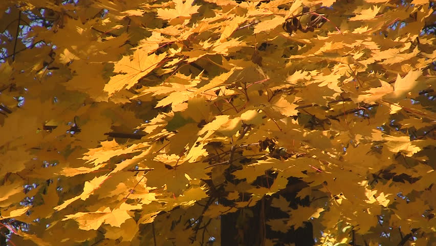 Yellow autumn leaves swings on wind, blue sky
