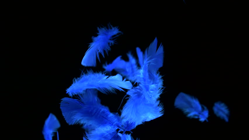 Feathers float in air with blue hues