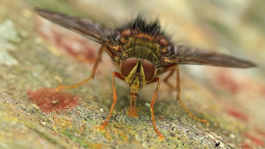 Super macro HD video of a fly feeding. Aprox 3:1 lifesize, camera lock down