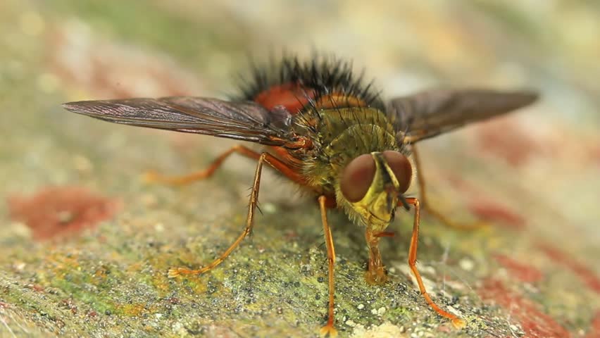 Super macro HD video of a fly feeding. Aprox 3:1 lifesize, camera lock down