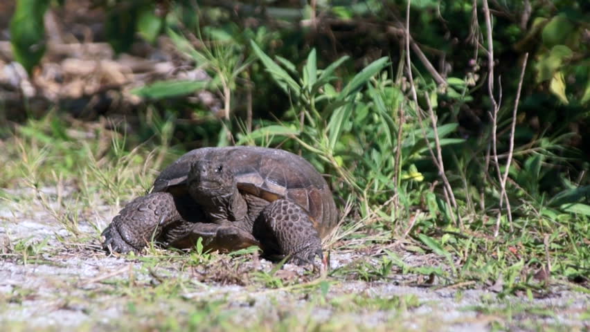 A Gopher Tortoise looks at viewer and then begins to walk closer. The Gopher Tortoise is a protected and endangered species of turtle in Florida.