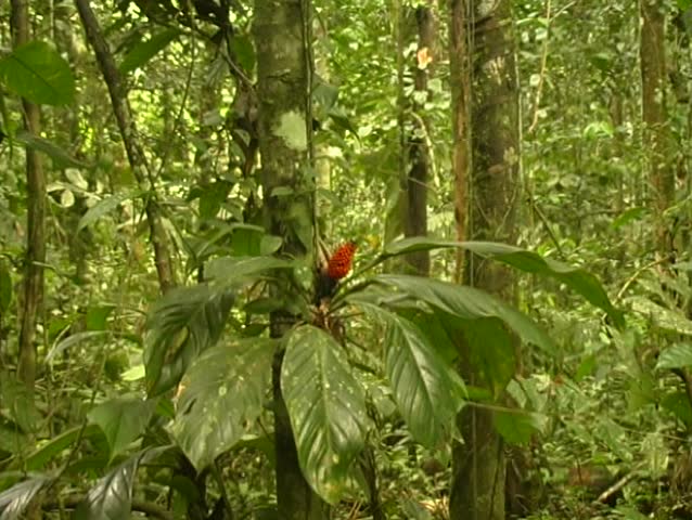 Epiphytic aroid on a tree trunk in tropical rainforest