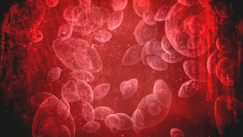 Red Blood Cell Background. An Animated Looping Background Of Rotating