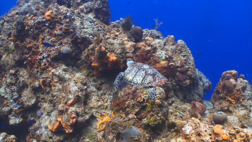Hawksbill sea turtle swimming over a coral reef